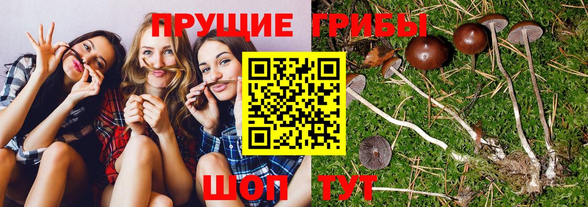 Шелехов  Галлюциногенные грибы Magic Shrooms  Вход с VPN 
